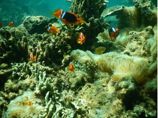 【4～10月限定】西表ブルーを満喫！本格シーカヤックツアー＜ランチ＆送迎付き／西表島＞