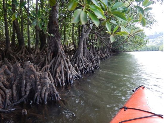 西表島の大自然を手軽に体感！午前or午後が選べるピナイサーラの滝壺体験＜約4時間／画像プレゼント＆送迎付き／西表島＞