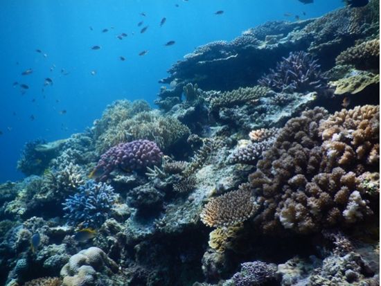 【4～10月限定】西表ブルーを満喫！本格シーカヤックツアー＜ランチ＆送迎付き／西表島＞