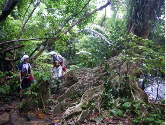 【山歩き初心者～健脚派まで】西表島トレッキングツアー各種プラン＜半日／1日・送迎付き／西表島＞