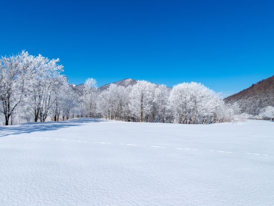 【英語・中国語対応可能】新千歳空港⇔ニセコエリア送迎プラン　ジャンボタクシー・マイクロバスプラン＜最大15名／新千歳空港・ニセコ地区発着＞