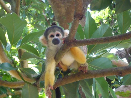 石垣島1日バスツアー 川平湾・玉取崎展望台など人気スポットを巡る 地元ガイドが楽しくご案内◎＜月・水・土催行＞