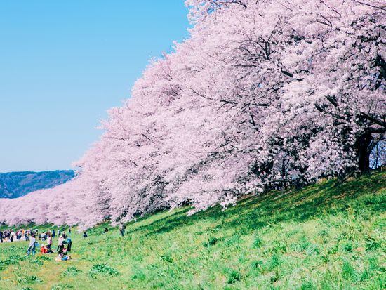 淀川背割堤 桜