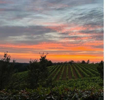 本場イタリアの家庭訪問　ティラミス作り体験＆ワインテイスティング ＜ワイン試飲＆軽食付き／英語ガイド＞