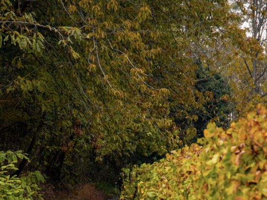 本場イタリアの家庭訪問　ティラミス作り体験＆ワインテイスティング ＜ワイン試飲＆軽食付き／英語ガイド＞