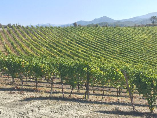 デザイナーズ・アウトレット・ショッピング＆オーガニックワイン体験 ＜ワイン試飲＆軽食付き／英語ガイド＞