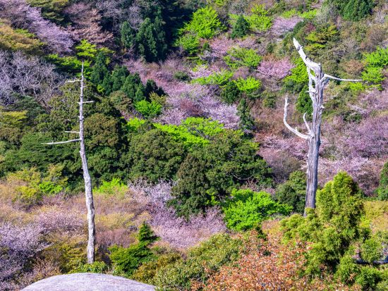 白谷雲水峡・太鼓岩トレッキングツアー　豪華6点フル装備レンタル付き  by Yamakara屋久島