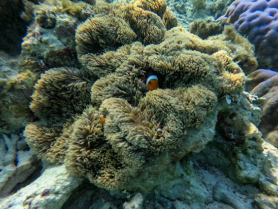 伊平屋島のサンゴ礁探検　龍宮の散歩道シュノーケリング＆スキンダイブ体験＜3時間／水中データ付き／伊平屋＞