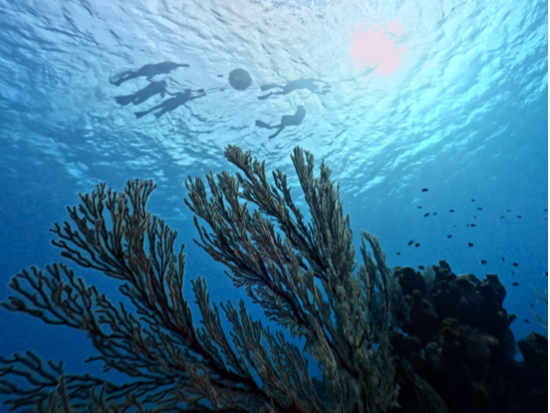 伊平屋島のサンゴ礁探検　龍宮の散歩道シュノーケリング＆スキンダイブ体験＜3時間／水中データ付き／伊平屋＞