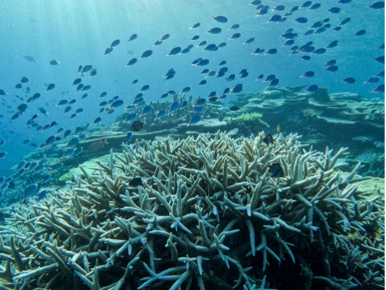 伊平屋島のサンゴ礁探検　龍宮の散歩道シュノーケリング＆スキンダイブ体験＜3時間／水中データ付き／伊平屋＞