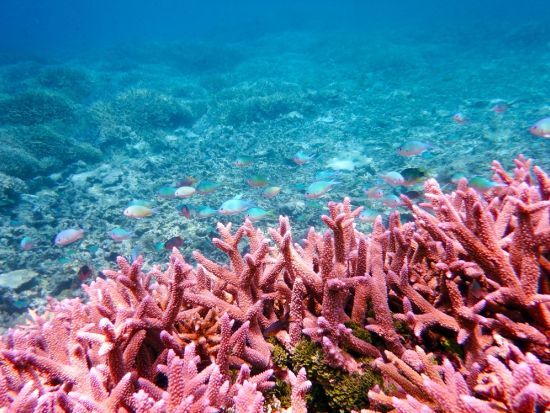 ビーチシュノーケリング体験　家族旅行にもおすすめ◎西海岸のサンゴ礁と熱帯魚を満喫＜1時間／5歳以上／名護＞