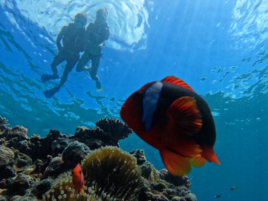 宮古島ウミガメシュノーケル体験 サンゴ礁と熱帯魚を満喫 ツアー中の写真を無料プレゼント★＜初心者歓迎／3歳～／1時間半＞