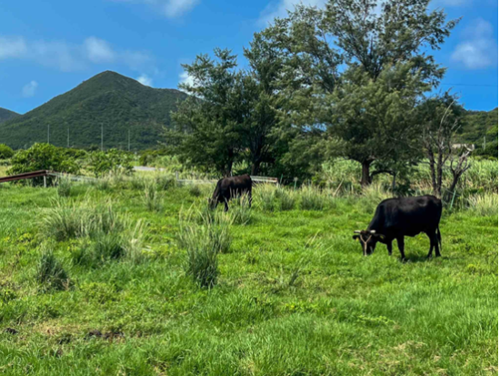 伊平屋島トゥクトゥク絶景＆パワースポット巡りツアー　ガイド付きで神話の旅へ＜4時間／映像データ付き／伊平屋＞