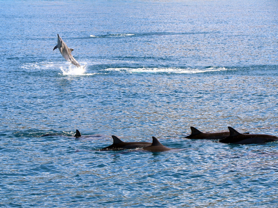Watch dolphins play and swim around by the deck