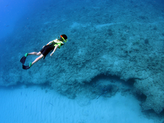 Observe diverse marine life in a truly captivating setting