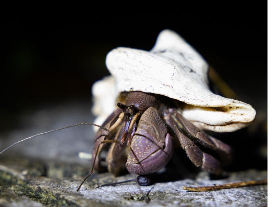 宮古島ナイトツアー ヤシガニや星空と出会える冒険体験♪ ツアー中の写真を無料プレゼント★＜小学生未満無料／1時間＞