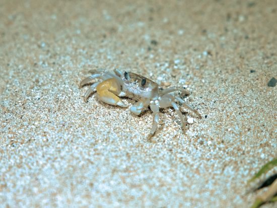 宮古島ナイトツアー ヤシガニや星空と出会える冒険体験♪ ツアー中の写真を無料プレゼント★＜小学生未満無料／1時間＞