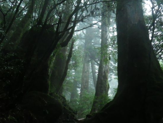 秘境ヤクスギランドの半日コース　ファミリーにもおすすめ！3歳からOK＜宮之浦～安房～尾之間エリア送迎／午前・午後＞ by 屋久島らんぶりん