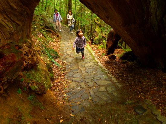 秘境ヤクスギランドの半日コース　ファミリーにもおすすめ！3歳からOK＜宮之浦～安房～尾之間エリア送迎／午前・午後＞ by 屋久島らんぶりん