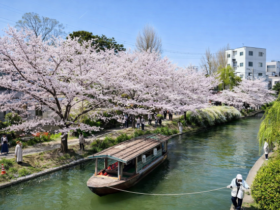 【期間限定】桜咲く京都日帰り旅 嵐山＋伏見＋石舟＋世界遺産舟自由散策 醍醐寺＜大阪・京都発着＞