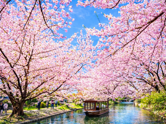 【期間限定】桜咲く京都日帰り旅 嵐山＋伏見＋石舟＋世界遺産舟自由散策 醍醐寺＜大阪・京都発着＞