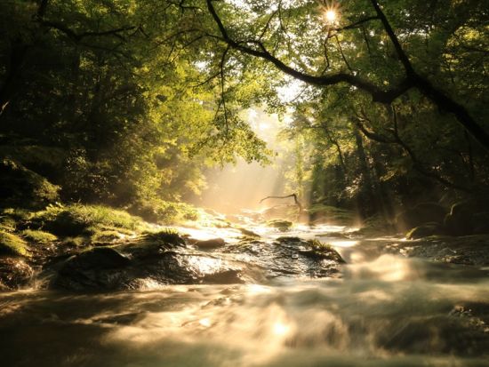 熊本発着日帰りバスツアー 朝摘みいちご狩り＋菊池千本桜＋山鹿八千代座　春の熊本県北を満喫！＜昼食付／1日＞by KASSE JAPAN