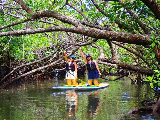 秘境のマングローブSUP体験 石垣島の神秘を巡る 写真データ無料＆南部エリア送迎付き＜石垣島／3時間＞