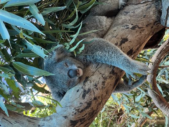 世界遺産ブルーマウンテンズ1日観光ツアー　ルーラ＆シーニックワールドなどの人気観光地を巡る！＜日本語ガイド／選べるプランあり＞