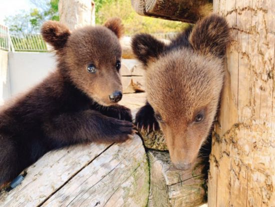 札幌発日帰りバスツアー　登別・洞爺湖道南絶景一日観光満期プラン　地球岬・登別地獄谷・洞爺湖展望台・昭和新山＜1名催行/4～11月/大通駅発着>