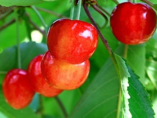 名古屋発日帰りミステリーバスツアー サクランボ狩り食べ放題×工場直売ドーナツ詰め放題×○○○豚しゃぶしゃぶ＜5~6月／名古屋発＞