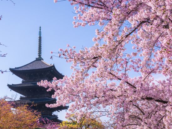 世界遺産めぐりと宇治散策 醍醐寺＋平等院＋東寺＋三室戸寺（2026/4/17～5/31）＜昼食付／京都駅発＞by おこしバス（京都定期観光バス）
