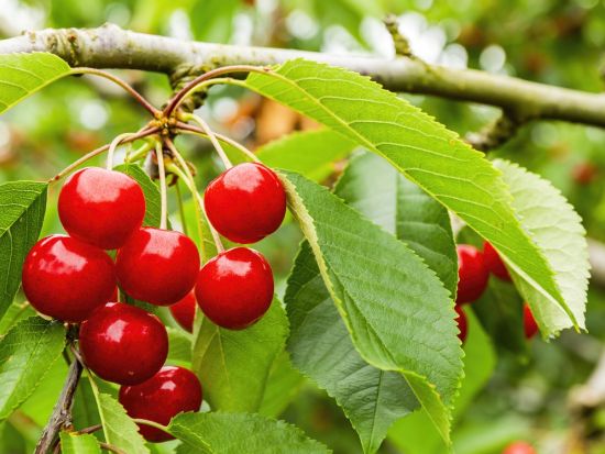 名古屋発日帰りミステリーバスツアー サクランボ狩り食べ放題×工場直売ドーナツ詰め放題×○○○豚しゃぶしゃぶ＜5~6月／名古屋発＞