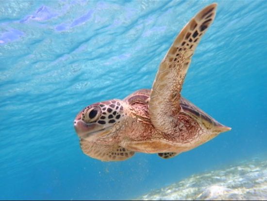 MyofcFoE_plan_image_2