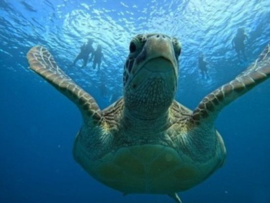 宮古島ウミガメシュノーケル体験 サンゴ礁と熱帯魚を満喫 ツアー中の写真を無料プレゼント★＜初心者歓迎／3歳～／1時間半＞