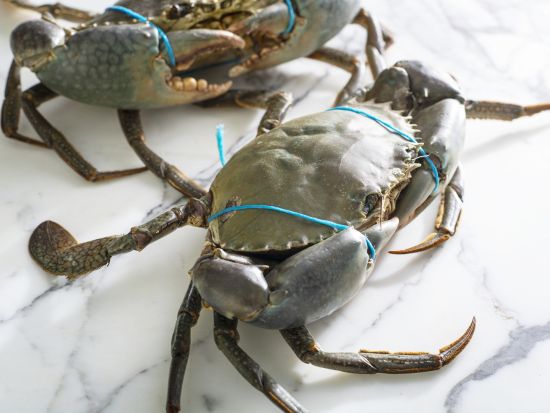 シドニーフィッシュマーケット 料理入門体験　シーフード文化を学ぶデモンストレーションクラス＜1時間／英語インストラクター＞