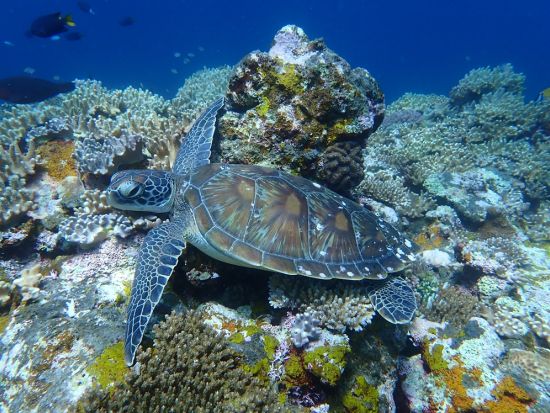 SUPと青の洞窟シュノーケリング体験 ウミガメ高確率遭遇！石垣島南部ホテル送迎無料＜写真データ無料／石垣島／1日＞