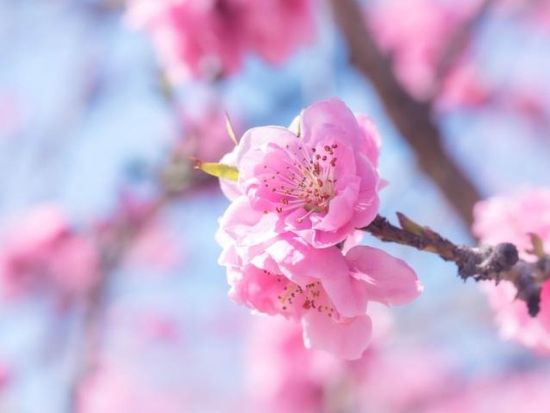 横浜発春旅バスツアー 古河桃まつり桃源郷散策＋いちご狩り食べ比べ30分食べ放題＋佐野アウトレット＜3月／茨城＞