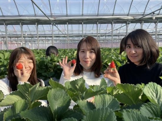 横浜発春旅バスツアー 古河桃まつり桃源郷散策＋いちご狩り食べ比べ30分食べ放題＋佐野アウトレット＜3月／茨城＞