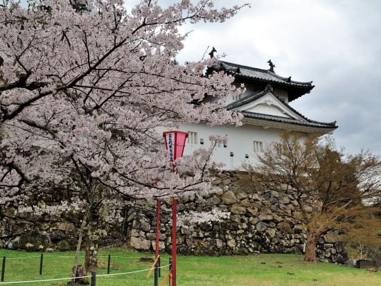【期間限定】花のじゅうたんと出石城下町、白井大町藤公園 花名所巡り日帰りツアー＜大阪発着＞