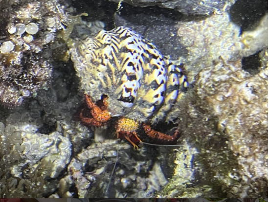 伊平屋島で漁師の家に泊まる　まんくやー民泊体験＆鮮魚グルメ＜1泊／夕朝食付／伊予島＞