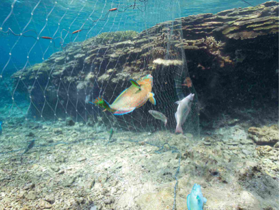 伊平屋島の海で伝統漁体験！サバニで行く追込み漁と魚料理＜4時間／中学生以上／夏季限定／伊平屋＞