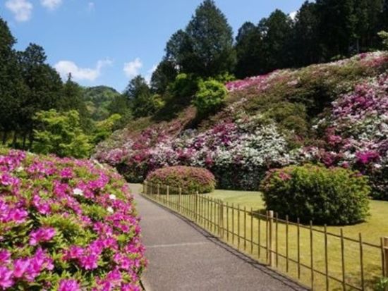 世界遺産めぐりと宇治散策 醍醐寺＋平等院＋東寺＋三室戸寺（2026/4/17～5/31）＜昼食付／京都駅発＞by おこしバス（京都定期観光バス）