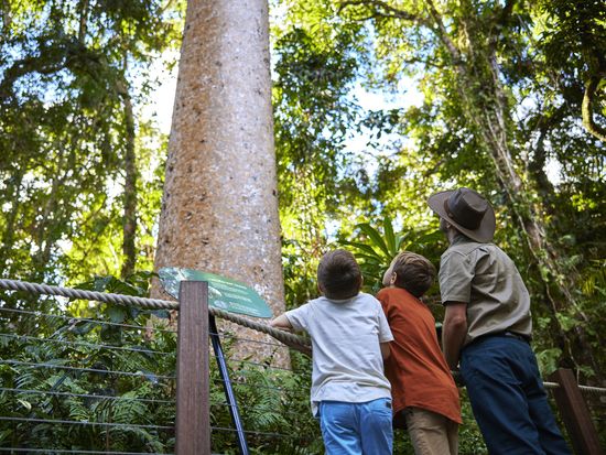 Skyrail Rainforest Cableway kids looking up at Kauri with Ranger on boardwalk at Red Peak