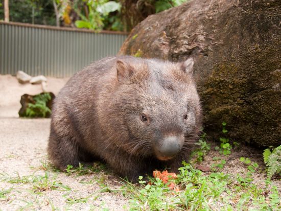 ハートリーズ・クロコダイル・アドベンチャーズ　オーストラリアの動物たちと触れ合える体験ツアー　現地飼育員がご案内！＜午前or午後／英語飼育員ガイド／ケアンズ発＞