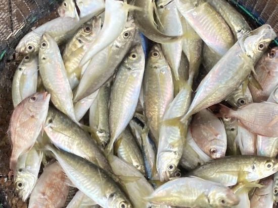 1770354154277-768x1024