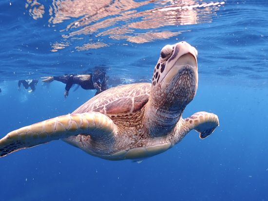 【石垣島・1日】体験ダイビングとウミガメシュノーケリングの１日満喫プラン。追加でダイビング可能。女性インストラクターがご案内します！
