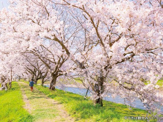 流川桜並木2