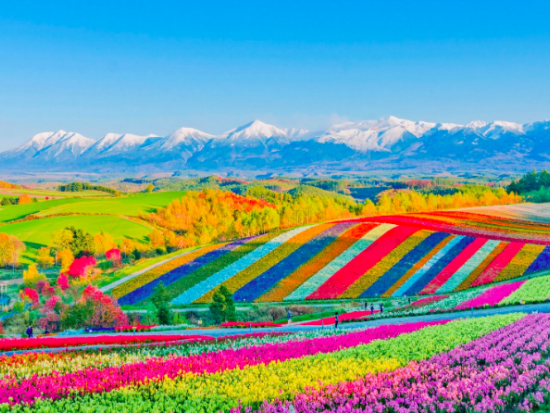 札幌発日帰りバスツアー富良野・美瑛絶景めぐり　青い池・四季彩の丘・ラベンダー畑ファーム富田 [旬のメロン半玉付き]＜7～9月毎週火・木・土＞