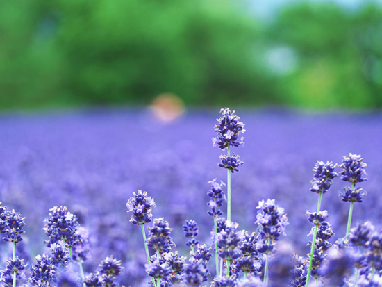 螢幕快照 2025-09-03 下午1.44.31