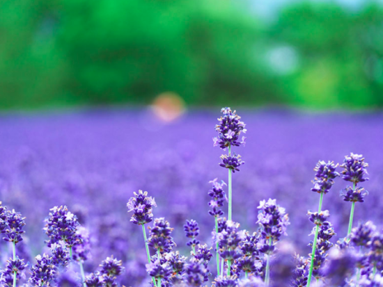 札幌発日帰りバスツアー富良野・美瑛絶景めぐり　青い池・四季彩の丘・ラベンダー畑ファーム富田 [旬のメロン半玉付き]＜7～9月毎週火・木・土＞